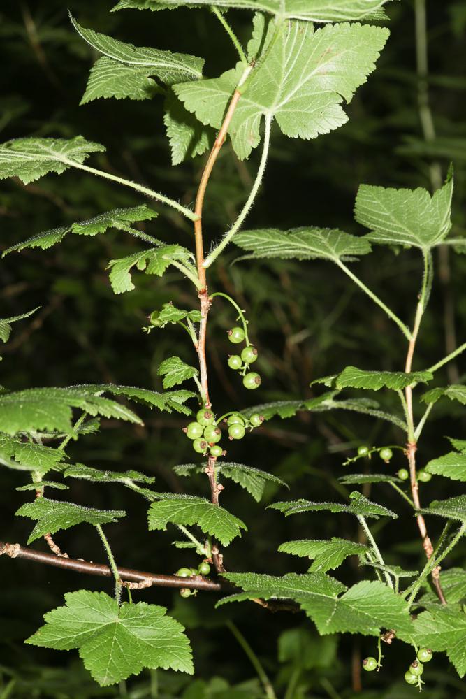 Cassis, Groseillier noir Ribes nigrum L., 1753