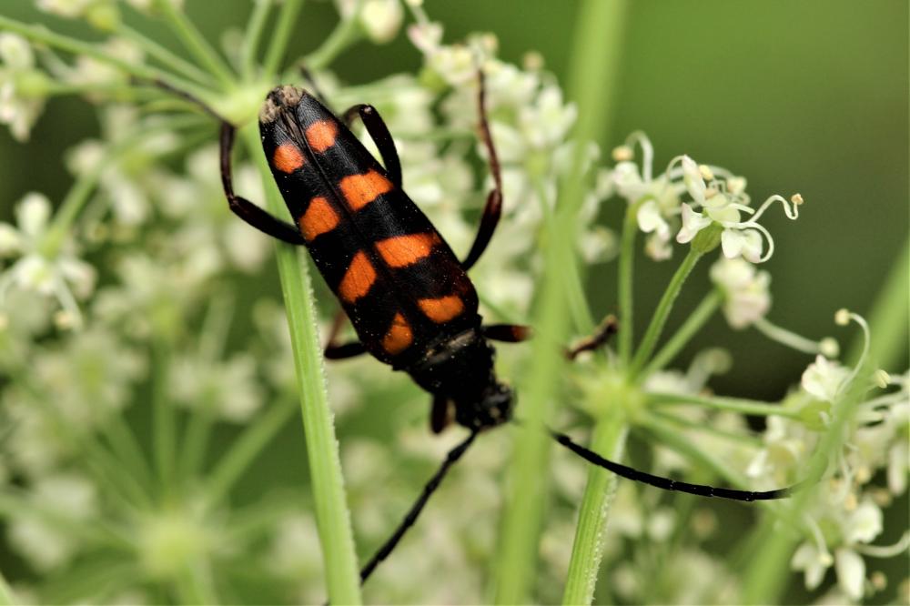 Lepture couleur d'or Leptura aurulenta Fabricius, 1792