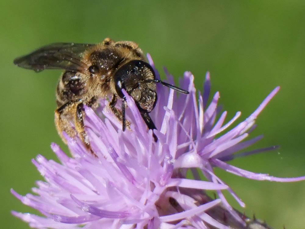  Halictus scabiosae (Rossi, 1790)