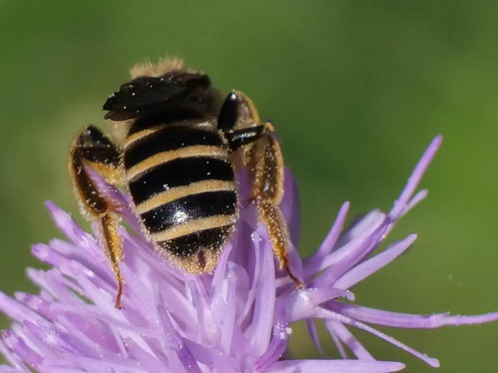  Halictus scabiosae (Rossi, 1790)