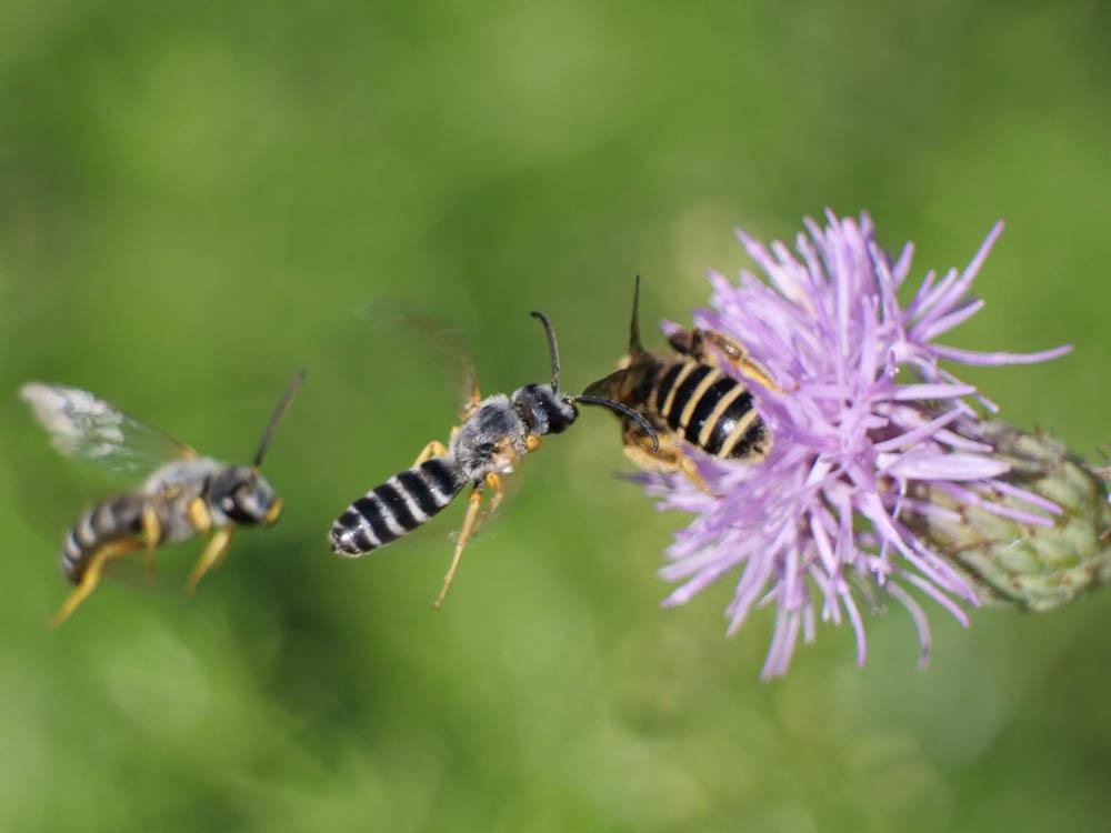  Halictus scabiosae (Rossi, 1790)