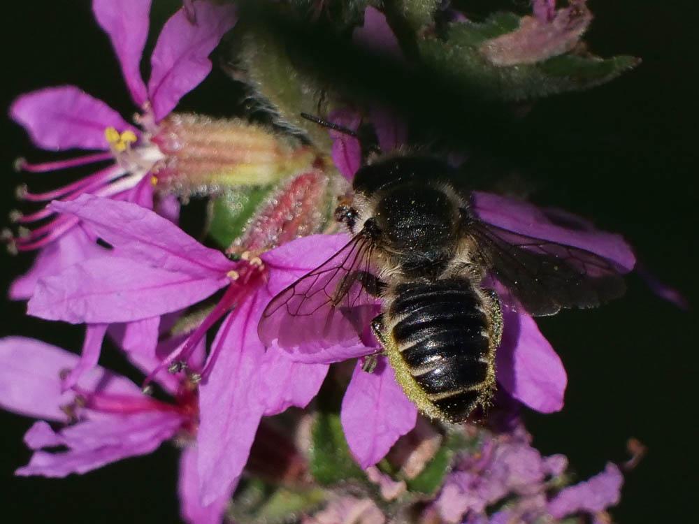  Megachile Latreille, 1802