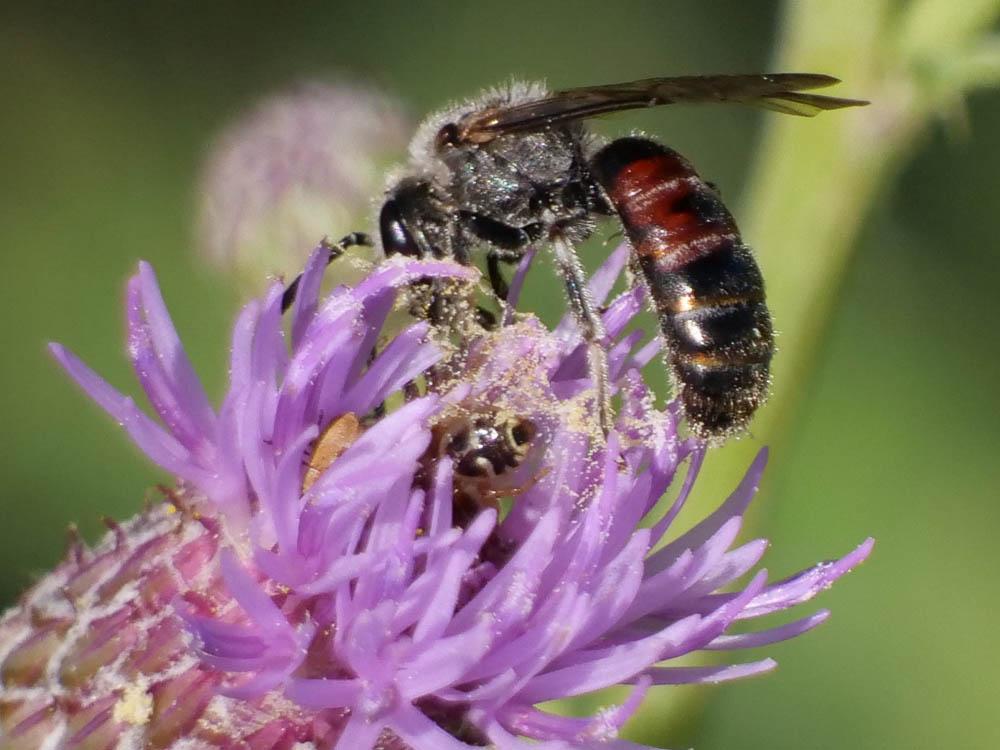 Lasioglossum nigripes (Lepeletier, 1841)