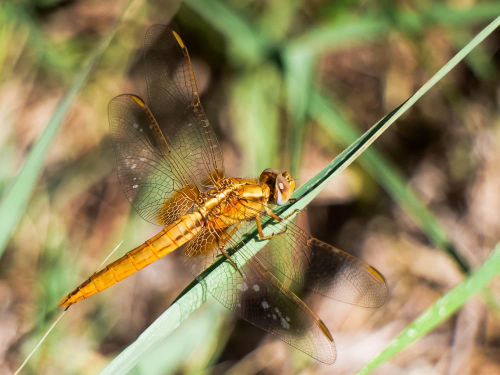 Crocothémis écarlate (Le) Crocothemis erythraea (Brullé, 1832)