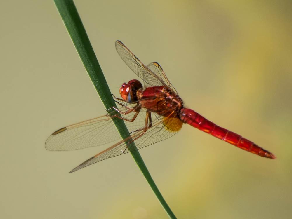 Crocothémis écarlate (Le) Crocothemis erythraea (Brullé, 1832)