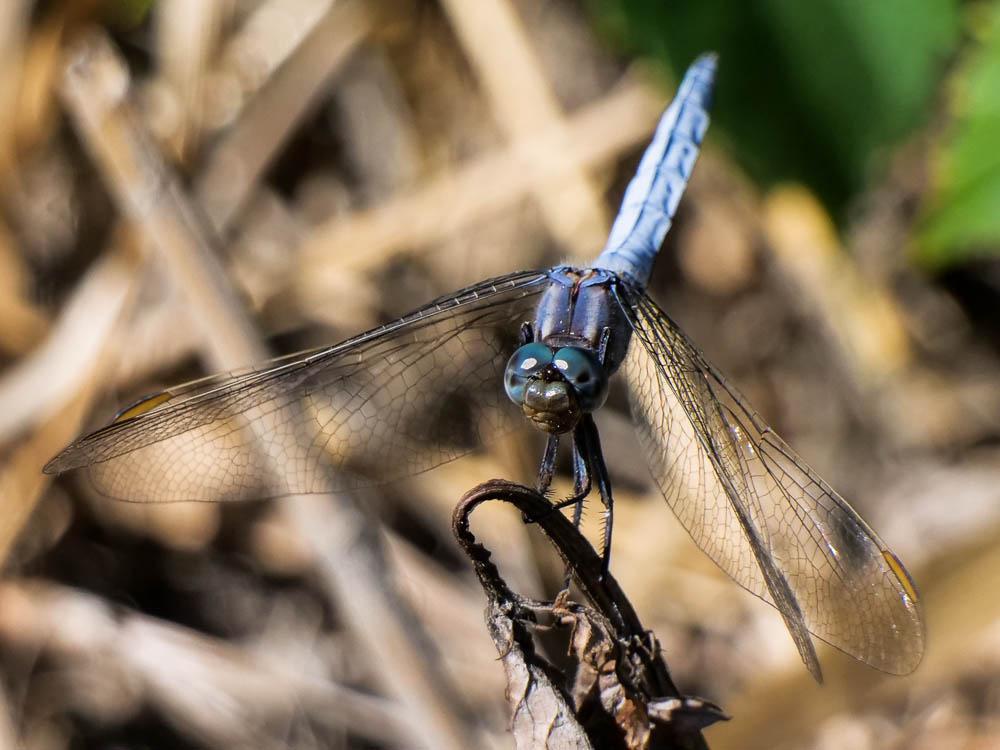 Orthétrum bleuissant Orthetrum coerulescens coerulescens (Fabricius, 1798)