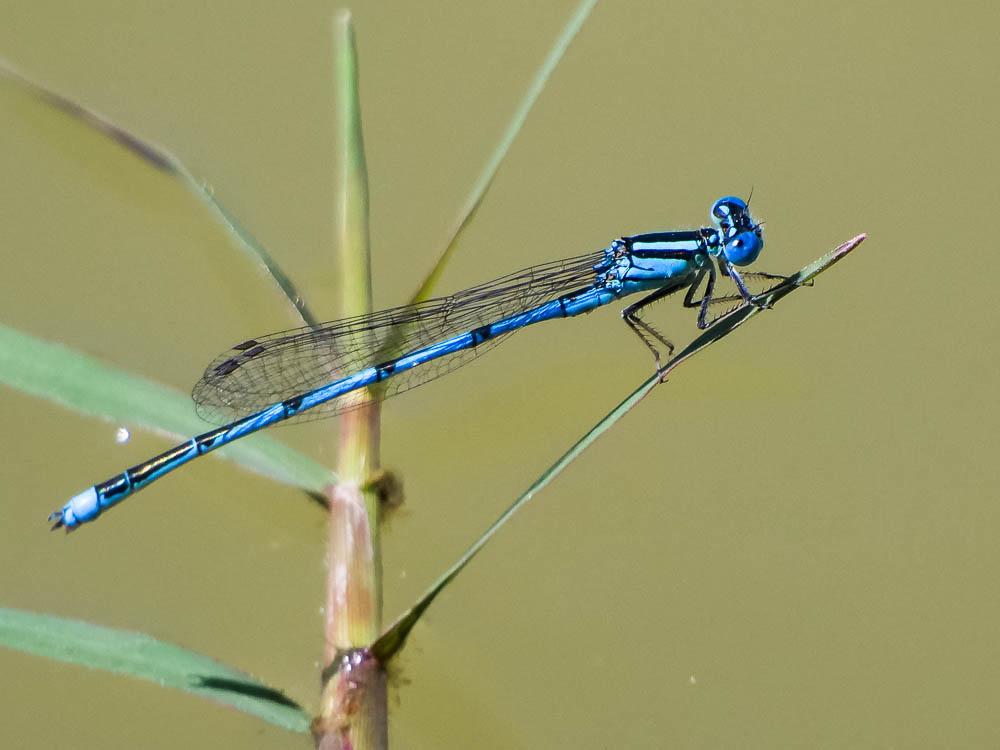 Agrion de Vander Linden, Naïade de Vander Linden Erythromma lindenii (Selys, 1840)