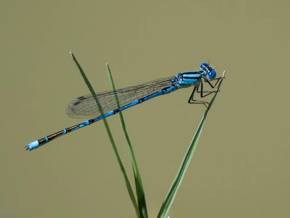 Agrion de Vander Linden, Naïade de Vander Linden Erythromma lindenii (Selys, 1840)