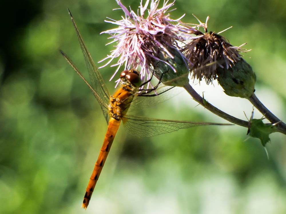 Sympétrum déprimé (Le) Sympetrum depressiusculum (Selys, 1841)