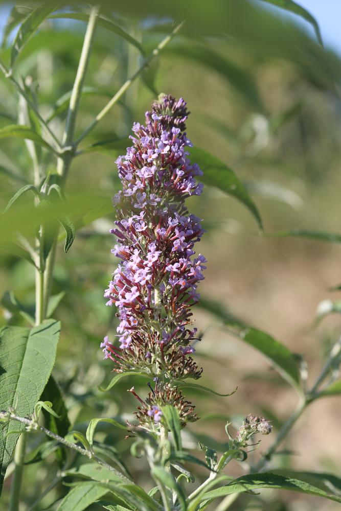 Buddleja du père David, Arbre à papillon, Arbre au Buddleja davidii Franch., 1887