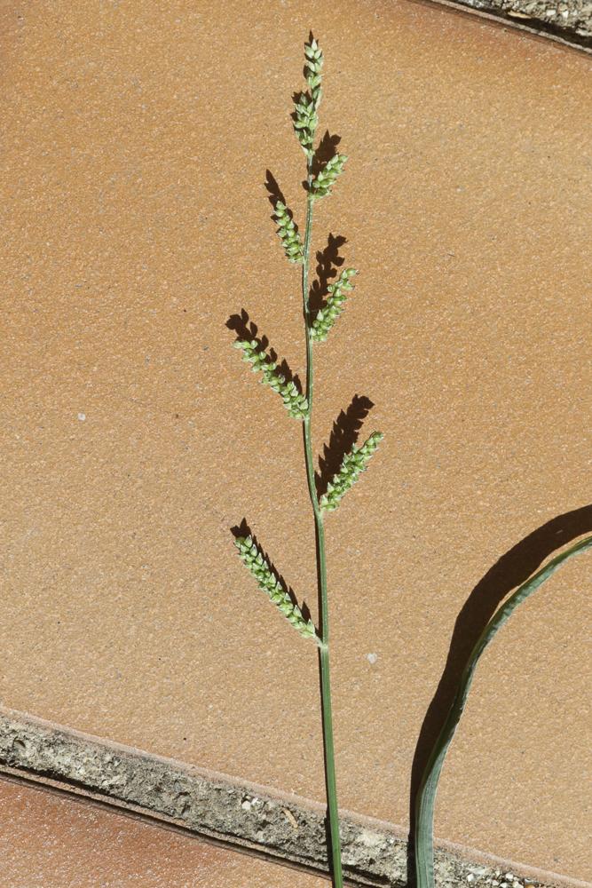 Échinochloé Pied-de-coq, Pied-de-coq Echinochloa crus-galli (L.) P.Beauv., 1812