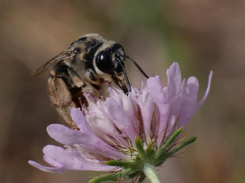 Eucera Scopoli, 1770