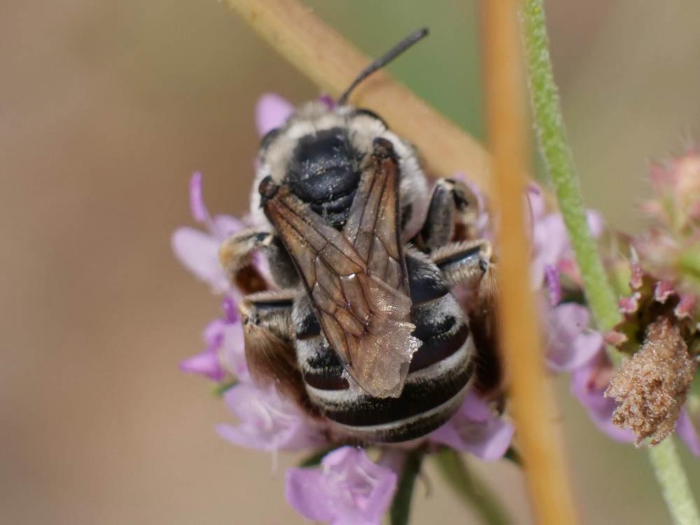Eucera Scopoli, 1770