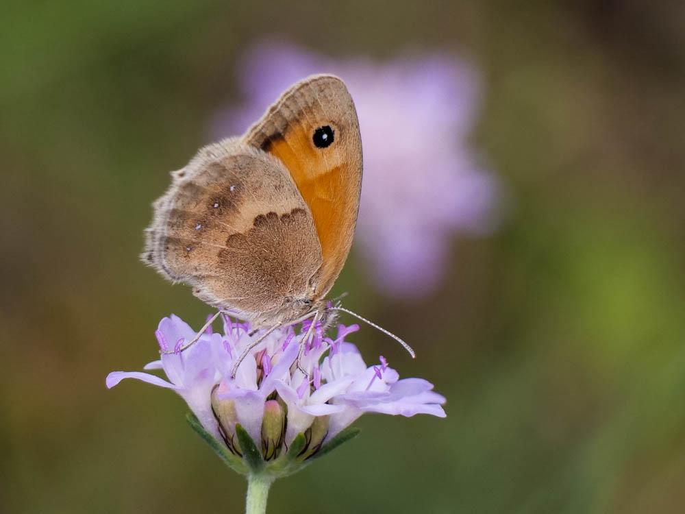 Fadet commun (Le), Procris (Le), Petit Papillon de Coenonympha pamphilus (Linnaeus, 1758)