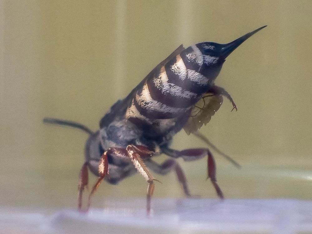  Coelioxys acanthura (Illiger, 1806)