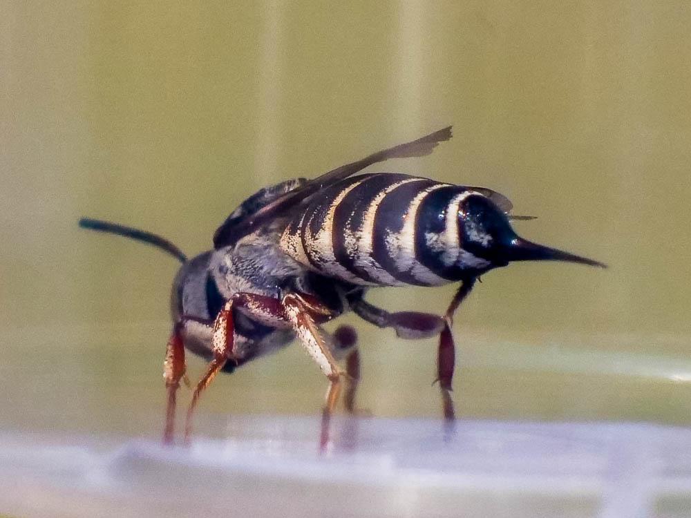 Coelioxys acanthura (Illiger, 1806)