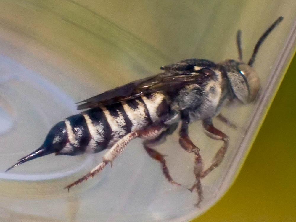  Coelioxys acanthura (Illiger, 1806)