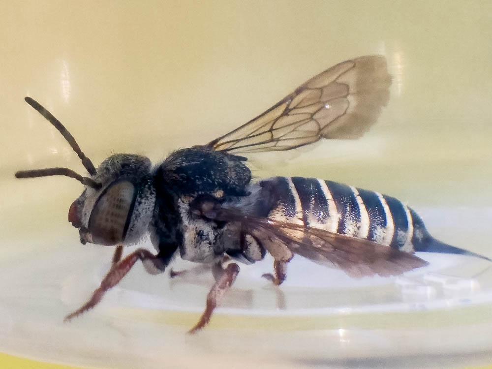  Coelioxys acanthura (Illiger, 1806)