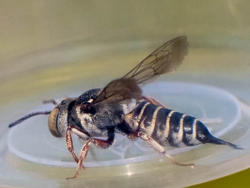  Coelioxys acanthura (Illiger, 1806)