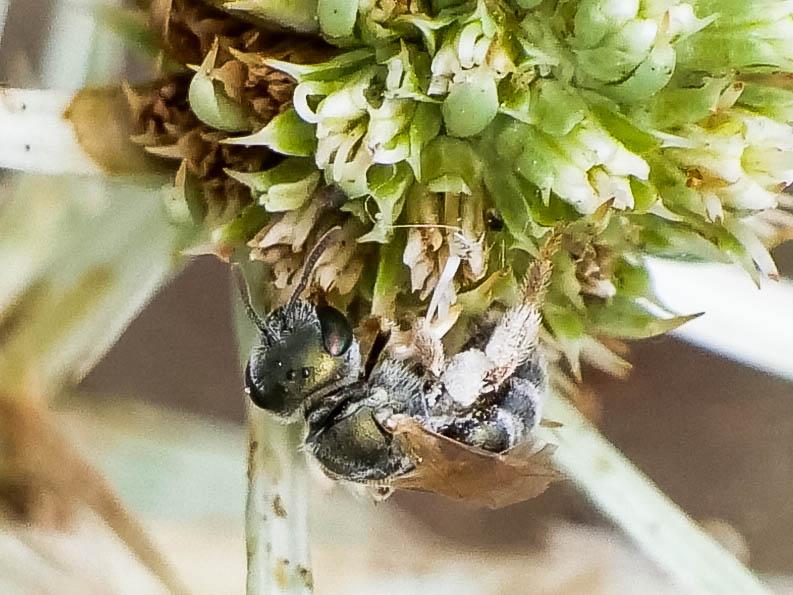 Seladonia subaurata (Rossi, 1792)