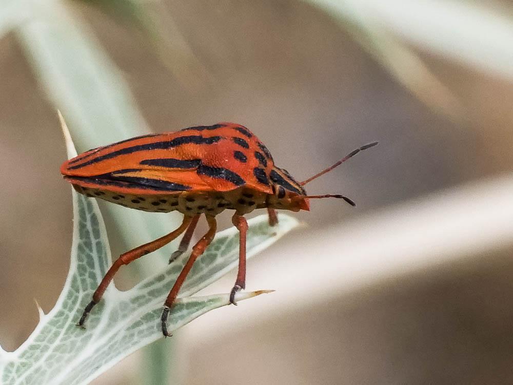 Graphosoma semipunctatum (Fabricius, 1775)