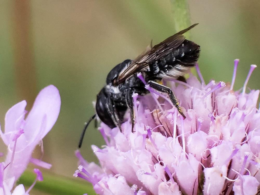  Megachile apicalis Spinola, 1808
