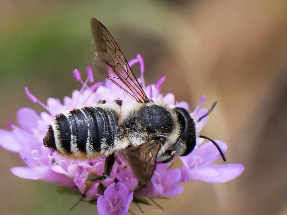  Megachile albisecta (Klug, 1817)