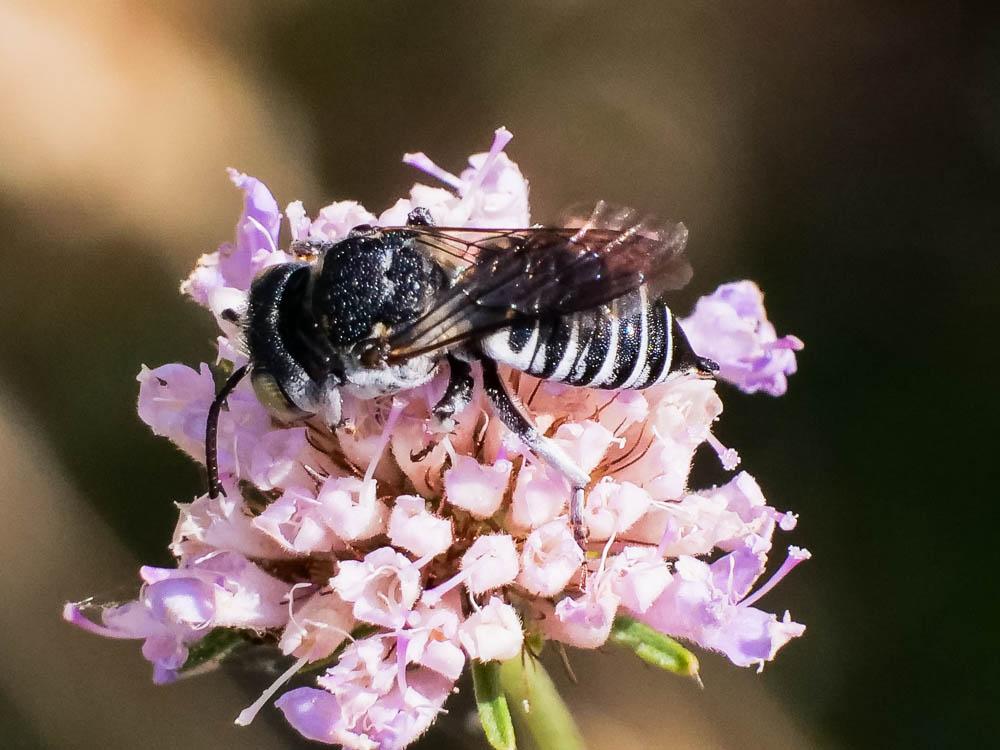  Coelioxys argentea Lepeletier, 1841