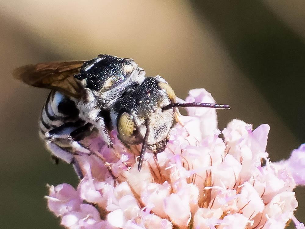 Coelioxys argentea Lepeletier, 1841