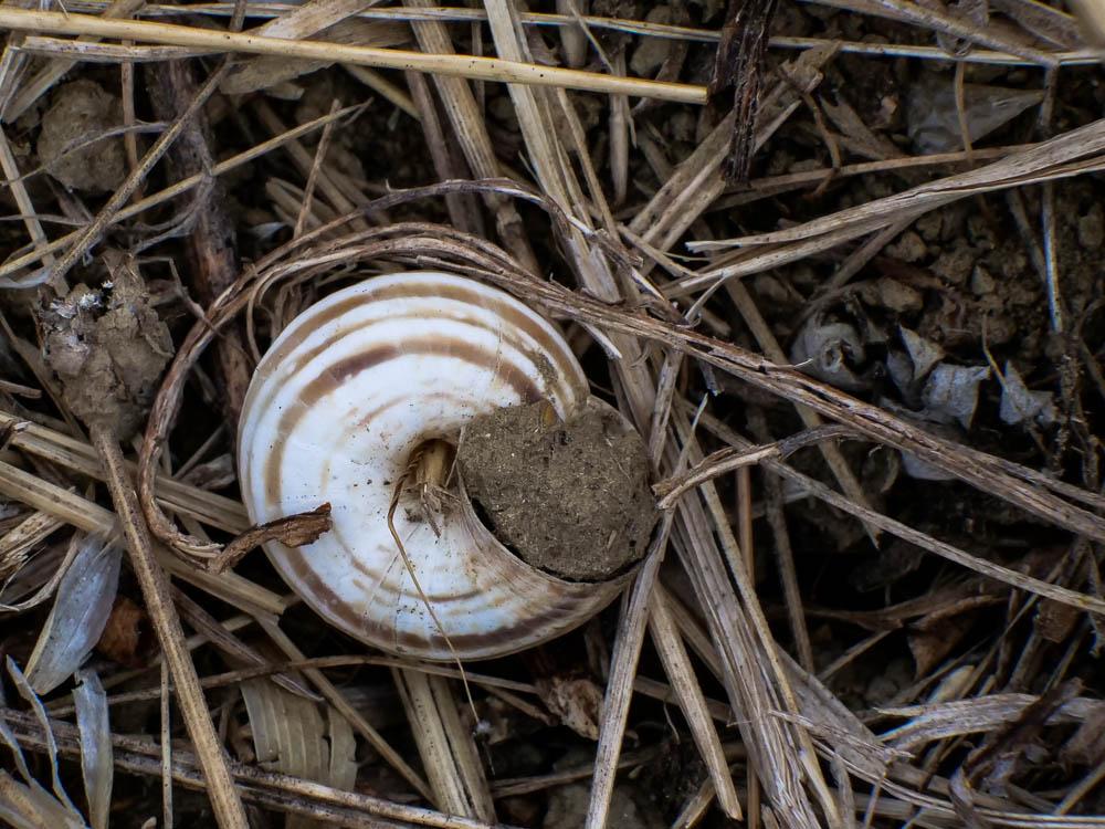  Rhodanthidium Isensee, 1927