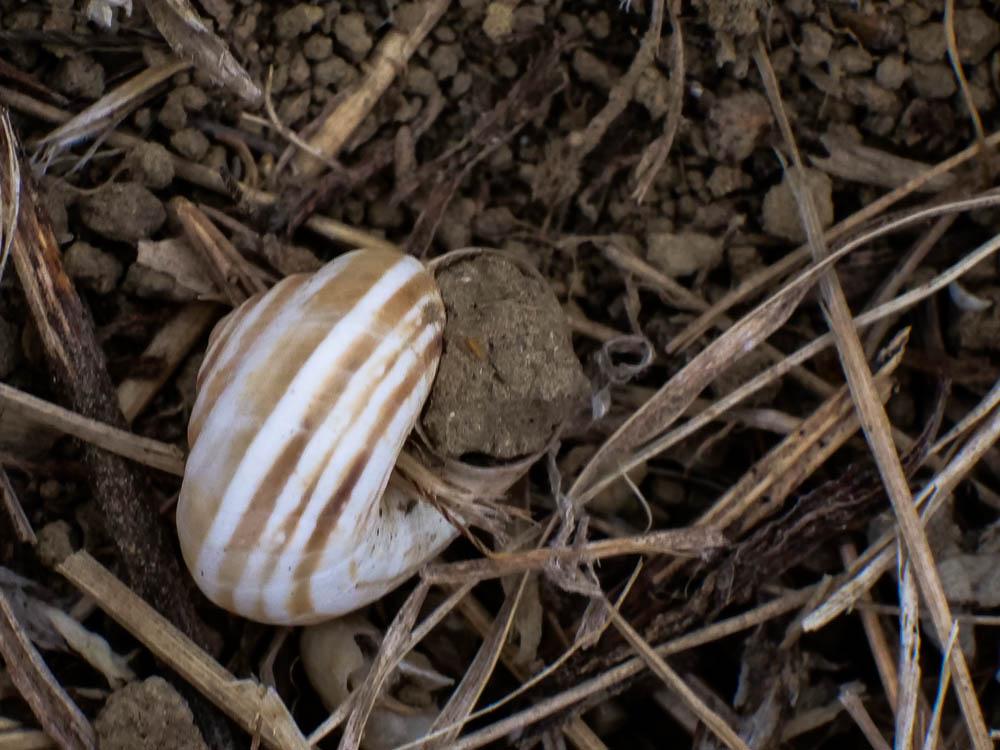  Rhodanthidium Isensee, 1927