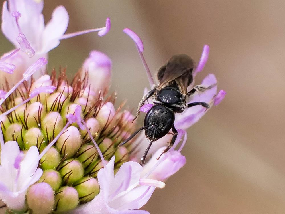  Lasioglossum Curtis, 1833