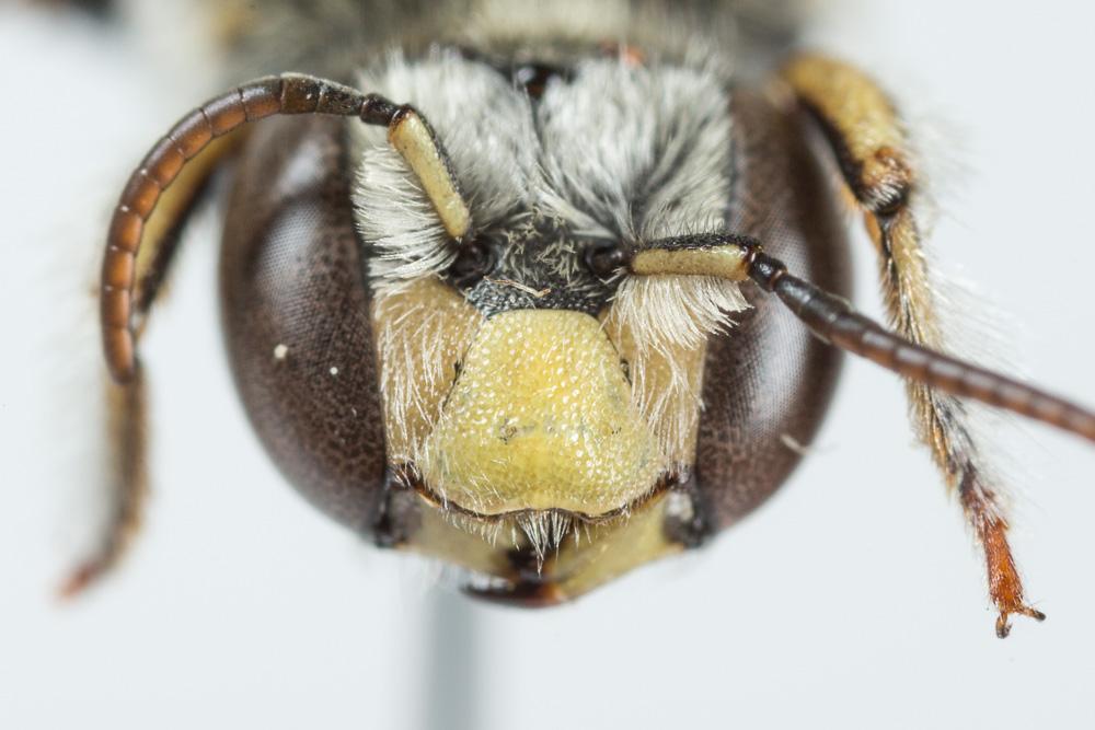  Anthidium taeniatum Latreille, 1809