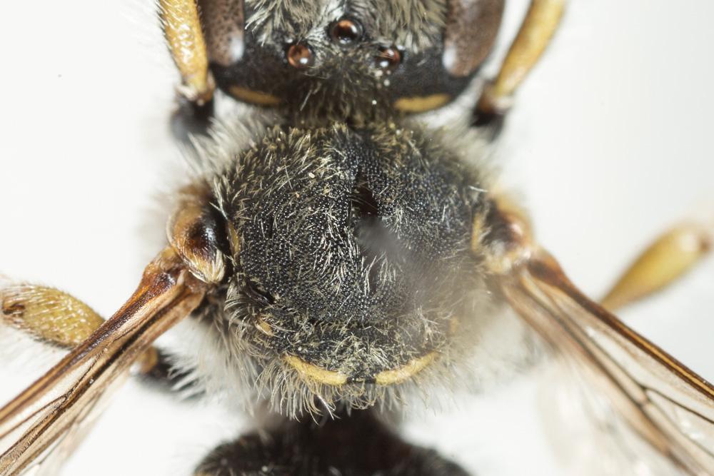  Anthidium taeniatum Latreille, 1809