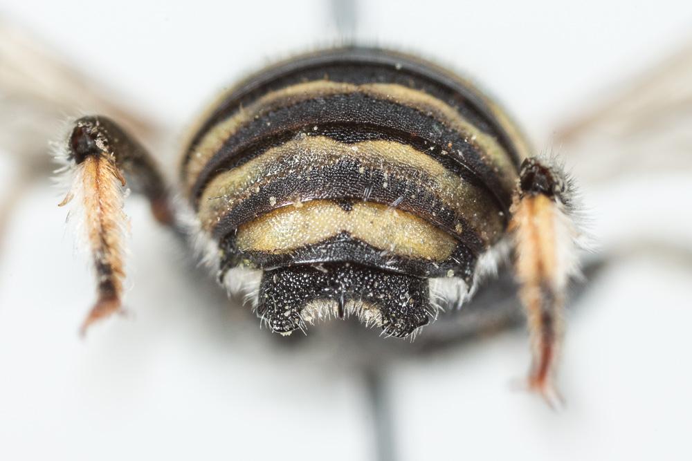 Anthidium taeniatum Latreille, 1809