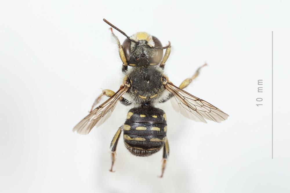  Anthidium taeniatum Latreille, 1809