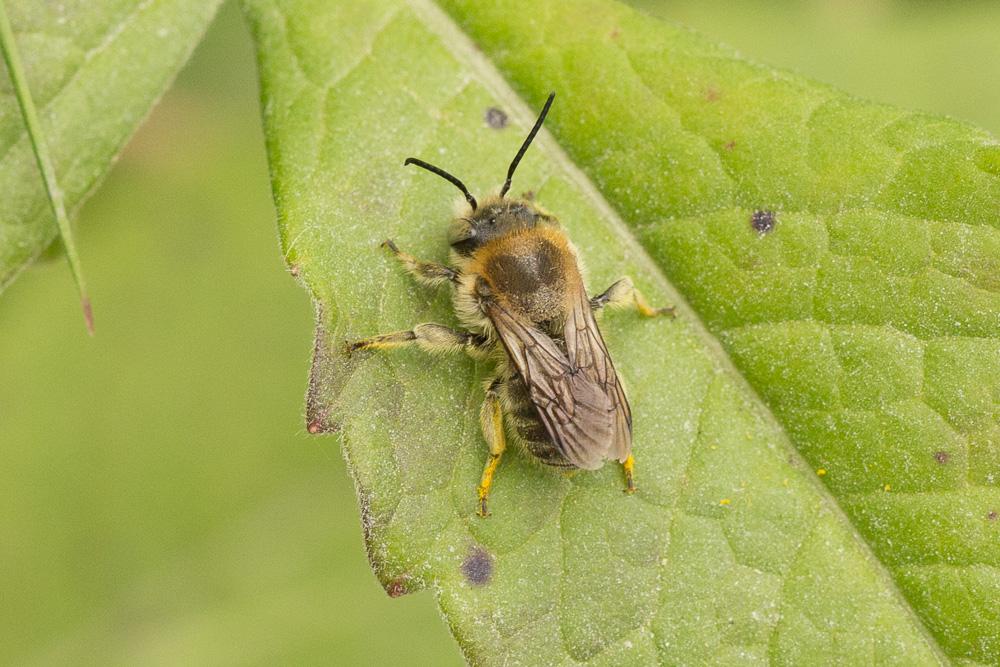  Trachusa byssina (Panzer, 1798)