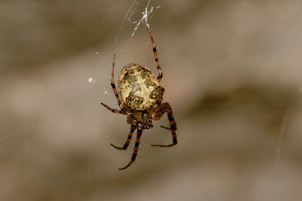 Metellina merianae (Scopoli, 1763)