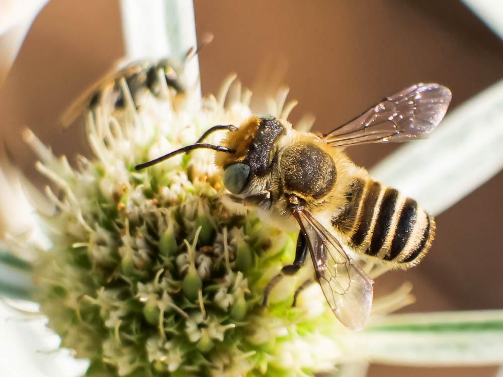  Megachile pilidens Alfken, 1924