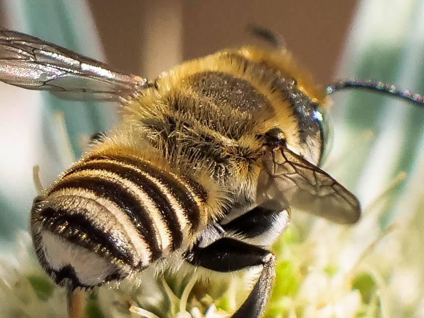  Megachile pilidens Alfken, 1924