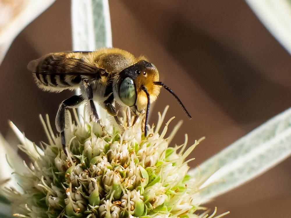 Megachile pilidens Alfken, 1924