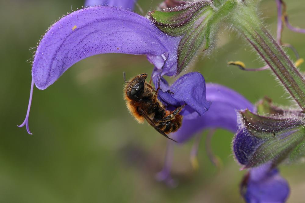 Osmia aurulenta (Panzer, 1799)