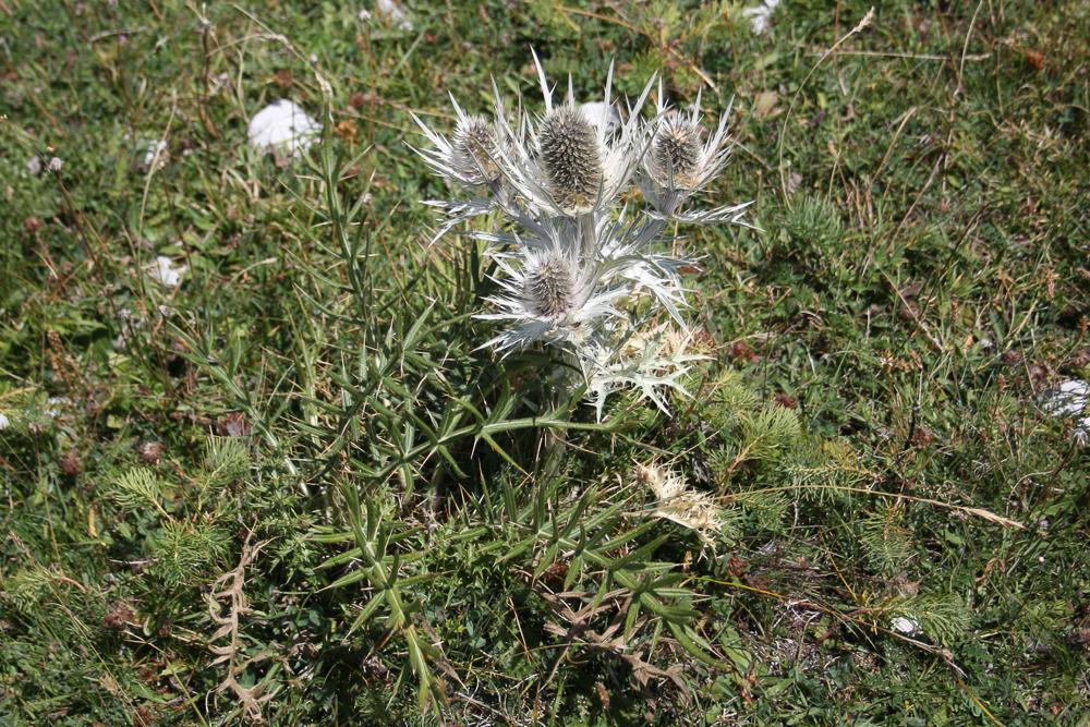 Panicaut blanc des Alpes, Chardon blanc Eryngium spinalba Vill., 1779
