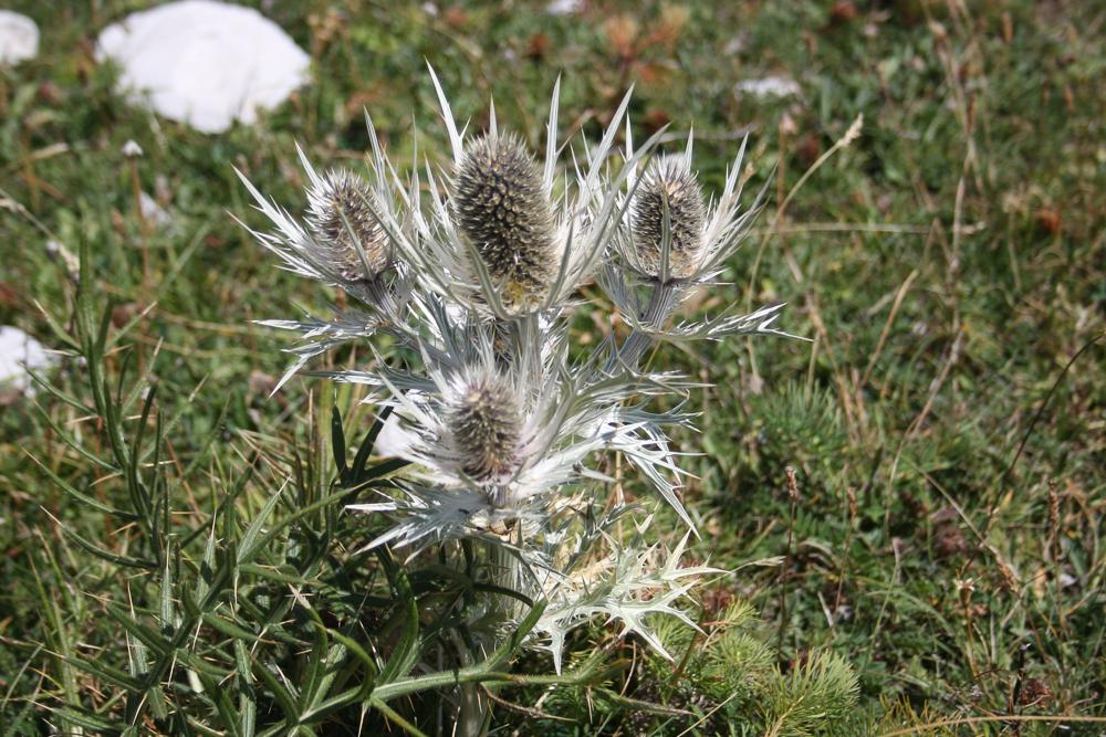 Panicaut blanc des Alpes, Chardon blanc Eryngium spinalba Vill., 1779