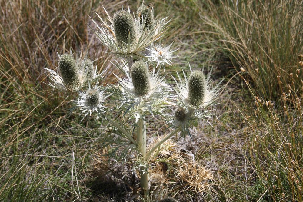 Panicaut blanc des Alpes, Chardon blanc Eryngium spinalba Vill., 1779