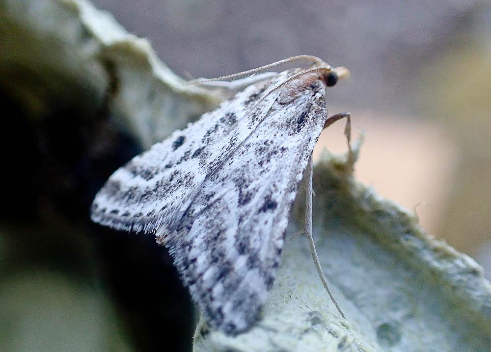 Stemmatophora borgialis (Duponchel, 1832)