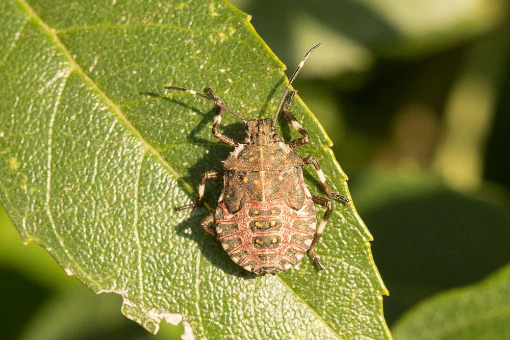 Punaise diabolique Halyomorpha halys (Stål, 1855)