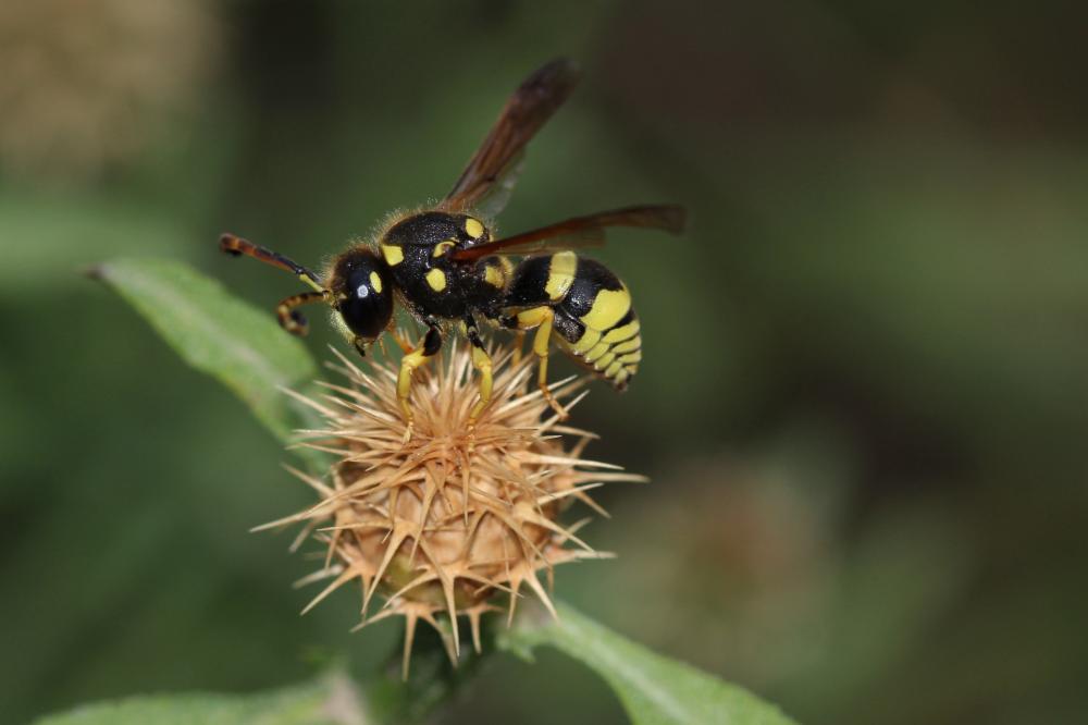 Paragymnomerus spiricornis (Spinola, 1808)