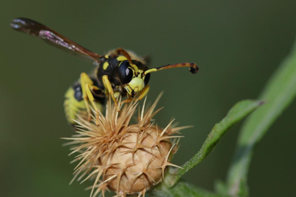 Paragymnomerus spiricornis (Spinola, 1808)