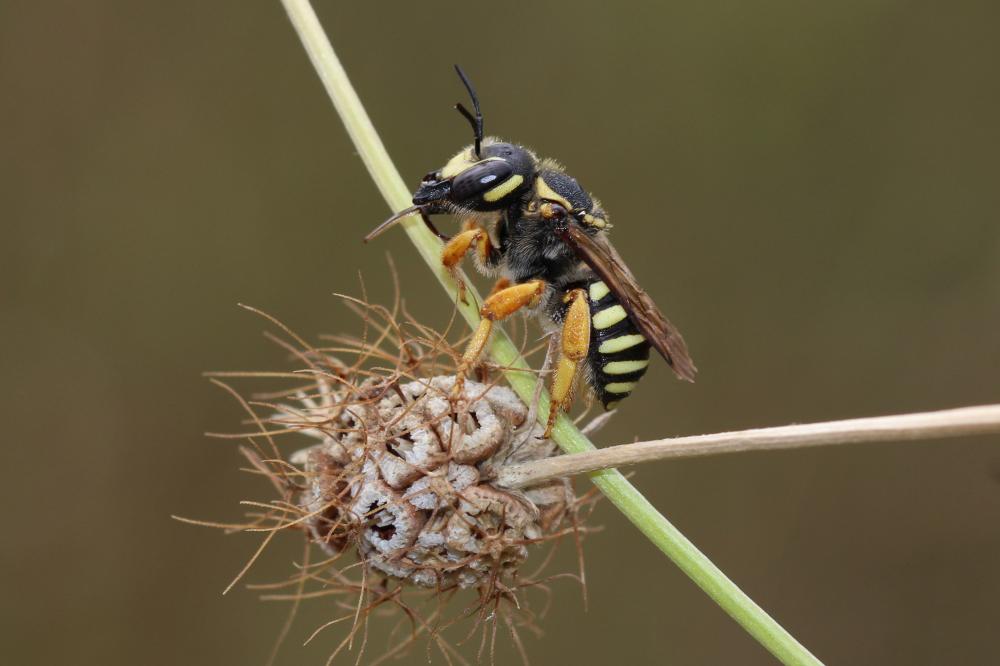 Trachusa integra (Eversmann, 1852)
